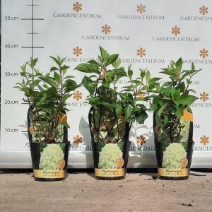 Hydrangea paniculata Skyfall CS12 - Bugás hortenzia