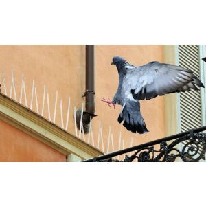 Galamb próbál leszállni egy párkányra Natural Control madárriasztó tüskékkel - Swissinno