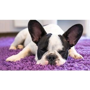 Куче спи на лилав килим Bakero Shaggy Grip - Декорация