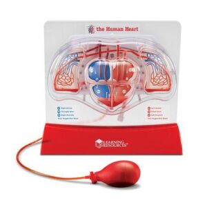 Learning Resources Szívpumpa Modell, egy átlátszó műanyag modell az emberi szívről, piros és kék csövekkel, amelyek a véráramlást mutatják - Orvosos játék