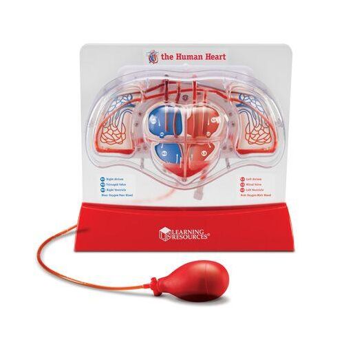 Модел на сърце Learning Resources, прозрачен пластмасов модел на човешкото сърце с червени и сини тръби, показващи кръвния поток