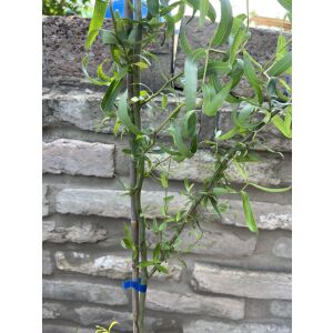 Salix matsudana 'Tortuosa' - Wierzba kręcona