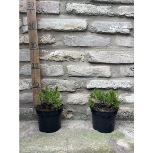 Pinus mugo Pumilio Zwergkiefer im Topf, Größe 10/20 - Pflanzenanbau