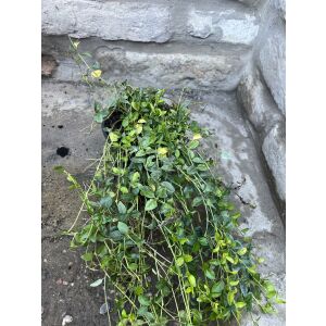 Nahaufnahme von Vinca minor Alba, weiße Zwergimmergrün Pflanze - Pflanzenanbau