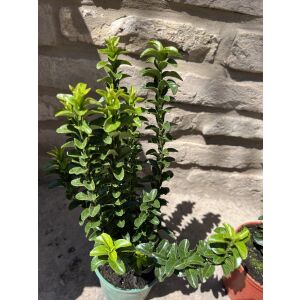 Nahaufnahme einer getopften Oszlopos Japán Kecskerágó Pflanze, Euonymus japonicus 'Benkomasaki', die ihre grünen Blätter zeigt. - Pflanzenanbau