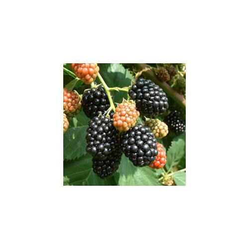 Mure Thornfree coapte și necoapte pe viță de vie, Rubus fruticosus 'Thornfree'