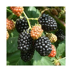 Zrelé a nezrelé černice Thornfree na viniči, Rubus fruticosus 'Thornfree' - Bokor a Cserje