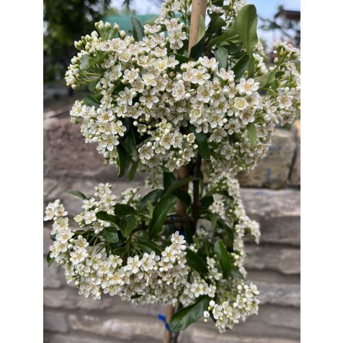 Prim-plan cu flori de Pyracantha coccinea 'Orange Glow'