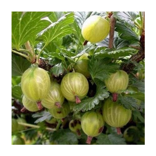 'Zöld győztes' Stachelbeeren reifen am Zweig