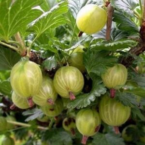 Ribes uva-crispa - Egres, Ribiszke "Zöld győztes"