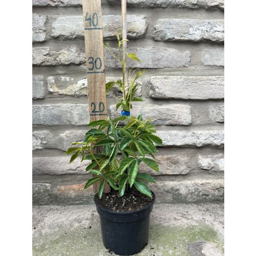 Kacsos Vadszőlő Parthenocissus Quinquefolia Weinrebe im Topf, Größe 40/60 cm