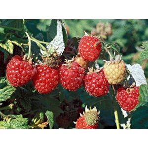 Reife Fertődi Zamatos Himbeeren am Zweig, bereit zur Ernte - Garten