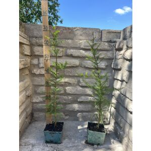 Mladý strom Taxodium distichum, Tisovec dvojradový 60/80 cm - Okrasný strom