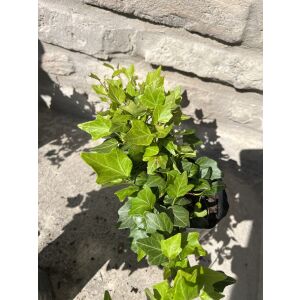 Nahaufnahme einer Hedera helix 'Duckfoot' Efeupflanze in einem schwarzen Topf. - Garten