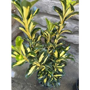 Krzew Euonymus japonicus 'Gold Queen', zimozielone liście ze złotymi brzegami - Ogrodnictwo