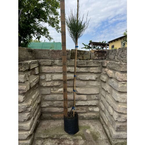 Törzses Tamariska Tamarix tetranda 80cm, okrasný ker do záhrad