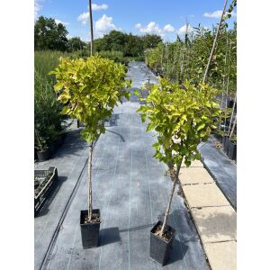 Stromček Törzses Bangitalevelű Hólyagvessző, Physocarpus opulifolius, veľkosť 80cm - Okrasný strom