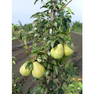 Pyrus - Pară &#039;Packhams Triumph&#039; (în recipient)