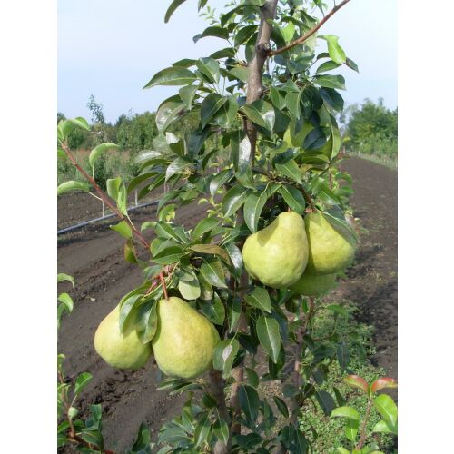 Packham's Triumph Birnenbaum mit reifen Birnen