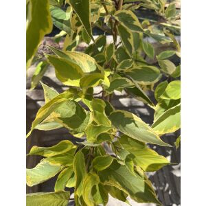 Közelkép a Cornus alba 'Gouchaltii' tarka leveleiről - Díszfa