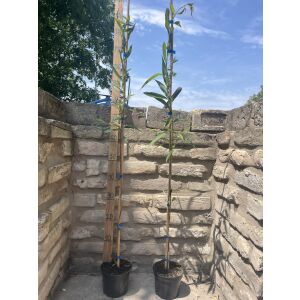 Szomorúфűz Salix alba 'Tristis' плачеща върба в саксия - Градинарство