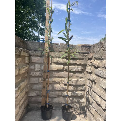 Szomorúфűz Salix alba 'Tristis' плачеща върба в саксия