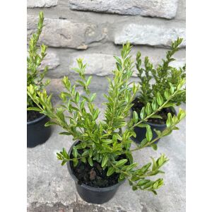 Близък план на Lonicera nitida 'Maigrün' мирта орлови нокти в саксия - Градинарство