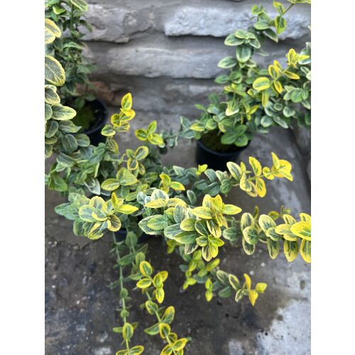 Nahaufnahme von Euonymus fortunei 'Emerald'n Gold' Blättern, Bodendecker