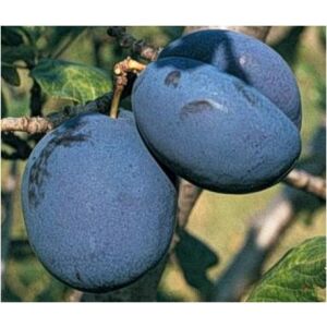 Близък план на сини сливи Bluefree на клона, Prunus domestica - Растениевъдство