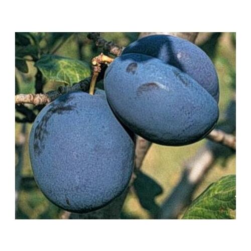 Zbliżenie śliwek Bluefree na gałęzi, Prunus domestica