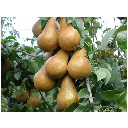 Pyrus - Grusza 'Bosc kobak' (w pojemniku)