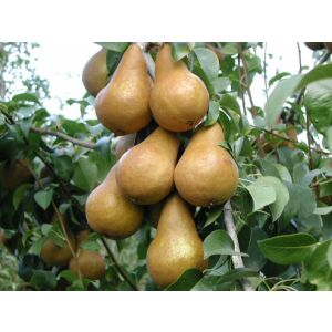 Круша Боск с узрели круши - Градинарство