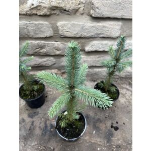 Picea pungens – Świerk srebrzysty