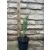 Juniperus scopulorum 'Blue Arrow' roślina doniczkowa, mały rozmiar