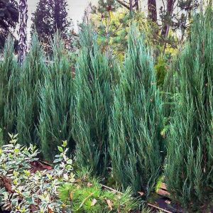 Ausgewachsene Juniperus scopulorum 'Blue Arrow' Pflanzen in Gartenumgebung - Bokor und Cserje