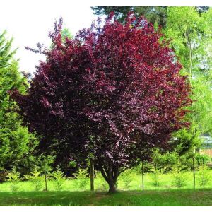 Strom Prunus cerasifera 'Vérszilva' s tmavofialovými listami, okrasná slivka pre záhradnú úpravu - Okrasný strom
