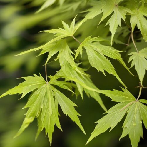 Arțar japonez Acer palmatum 'Going Green' frunze verde deschis