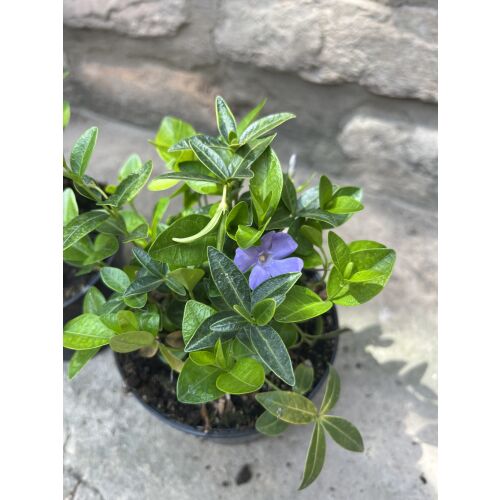 Nahaufnahme von Vinca minor, auch bekannt als Kleines Immergrün, in einem Topf mit einer einzelnen blauen Blüte.