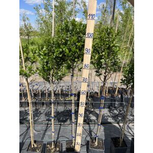 Тържесес Обикновен Ligustrum Atrovirens, 80cm Ligustrum vulgare дърво за озеленяване на градината - Растениевъдство