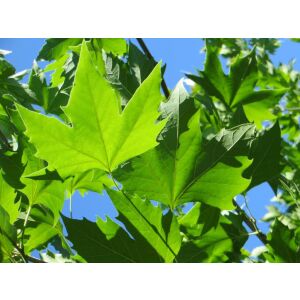 Близък план на листата на Platanus acerifolia - Растениевъдство