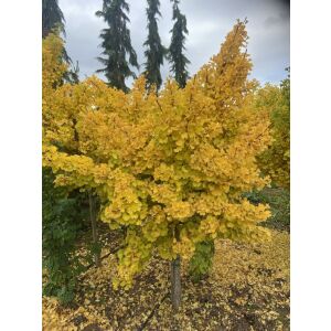 Ginkgo biloba 'Mariken' törpefa sárga őszi lombbal - Díszfa