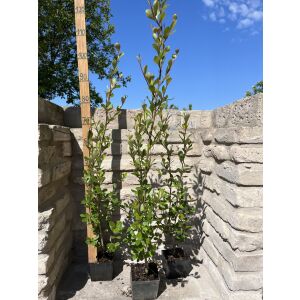 Populus simonii 'Fastigiata' oszlopos fa csemeték cserépben, kültéri környezetben. - Díszfa