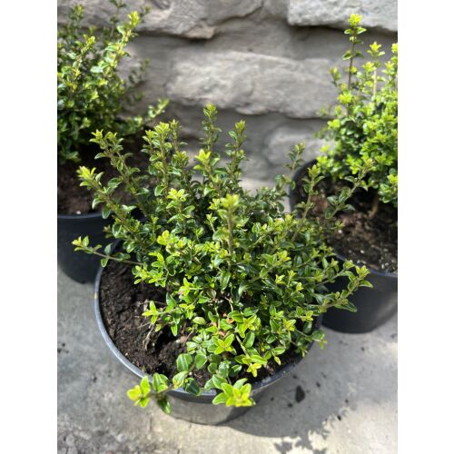 Krzew Lonicera nitida 'Ernest Wilson' w doniczce, znany również jako wiciokrzew lśniący.