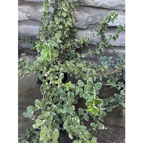 Prim-plan cu frunzișul Euonymus fortunei 'Emerald Gaiety', frunze pestrițe verzi și albe