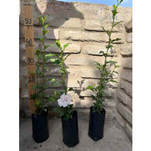 Hibiscus syriacus - Сирийски хибискус 135470573 - Градинарство