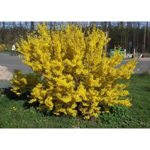 Forsythia intermedia – Aranyfa,aranycserje - Forsythia intermedia – Zlatej kvet, zlatý ker 135470576 - Bokor a Cserje