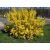 Forsythia intermedia - Forsycja pośrednia 135470576