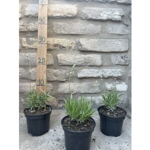 Lavandula angustifolia - biała lawenda - Lawenda wąskolistna - biała