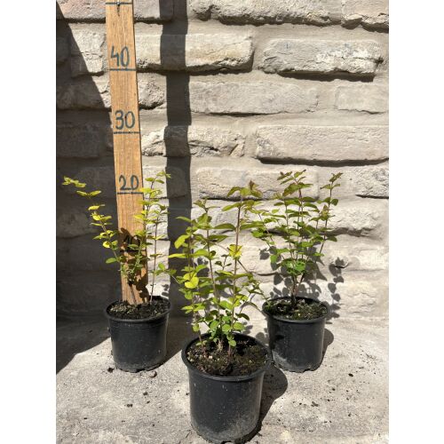 Rózsaszín hóbogyó (Symphoricarpos doorenbosii ‘Magic Berry’) - Ružová bobková (Symphoricarpos doorenbosii &#039;Magic Berry&#039;)