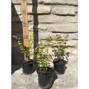 Symphoricarpos doorenbosii 'Magic Berry' – Róża białobrzuchata 'Magic Berry'